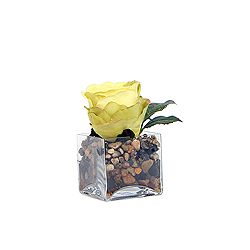 Yellow Rose In Glass Square