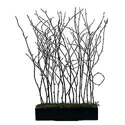 Christmastopia.com - Natural Birch In Black Rectangle Pot