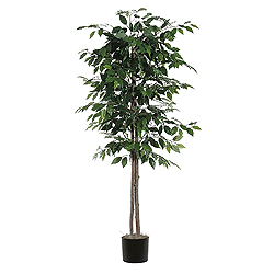 6 Foot Ficus Tree