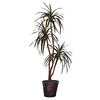 6.5 Foot Marginata Deluxe Potted Plant