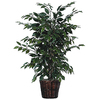 4 Foot Ficus Bush