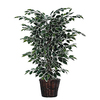 4 Foot Variegated Ficus Bush