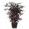 4 Foot Capensia Bush