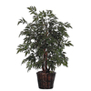 4 Foot Ming Aralia Bush