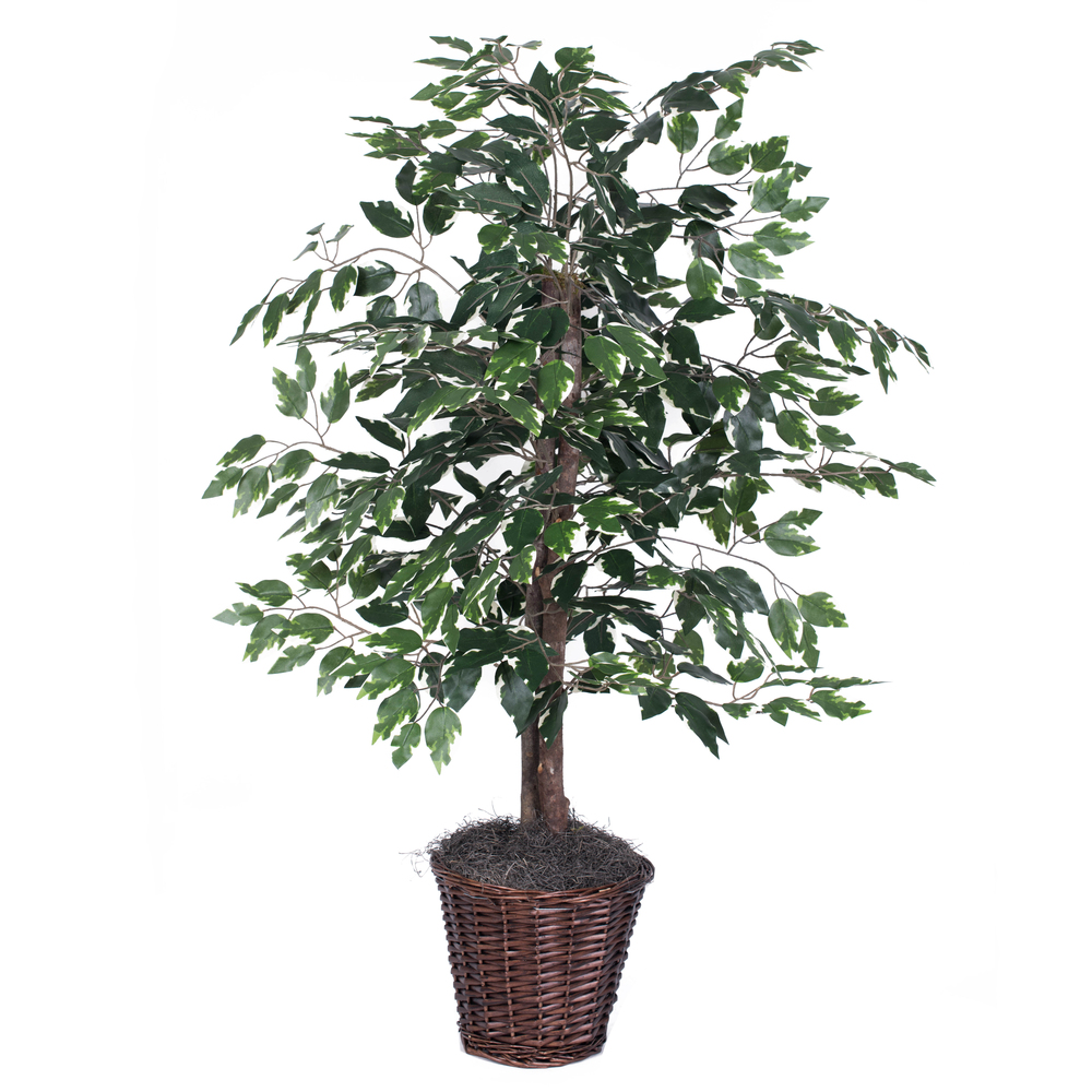 4 Foot Artificial Variegated Ficus Bush in Decorative Rattan Basket