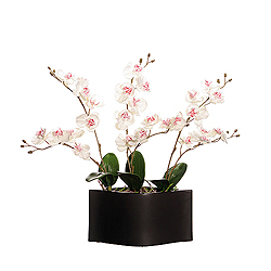 White Orchids In Black Ceramic Pot