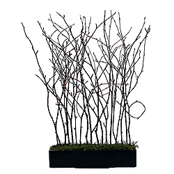 Christmastopia.com Natural Birch In Black Rectangle Pot