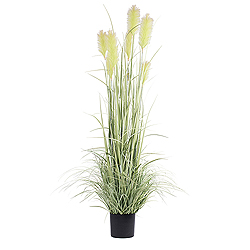 6 Foot Green Reed Grass In A Black Pot