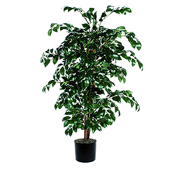Christmastopia.com - 4 Foot Sakaki Bush
